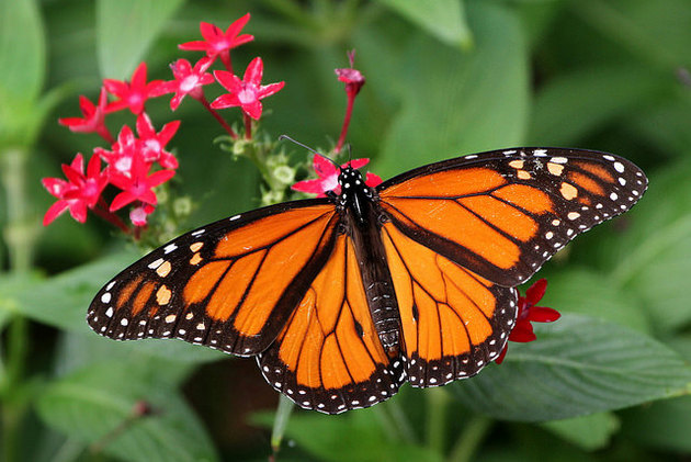 monarch-butterfly-esa-12-30-14-thumb-630x421-85901